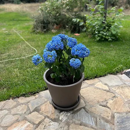 Country * Nikiti (Sithonia)